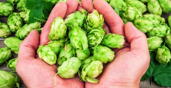 Le Houblon, le héro méconnu des amateurs de bière