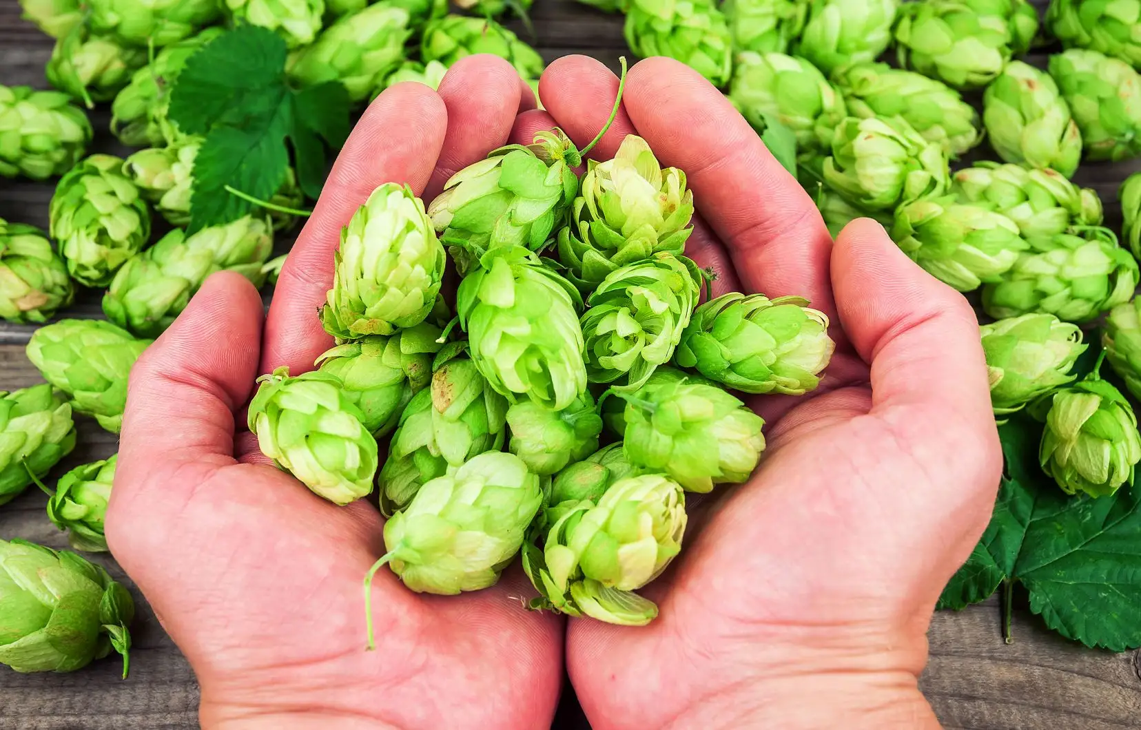 Le Houblon, le héro méconnu des amateurs de bière